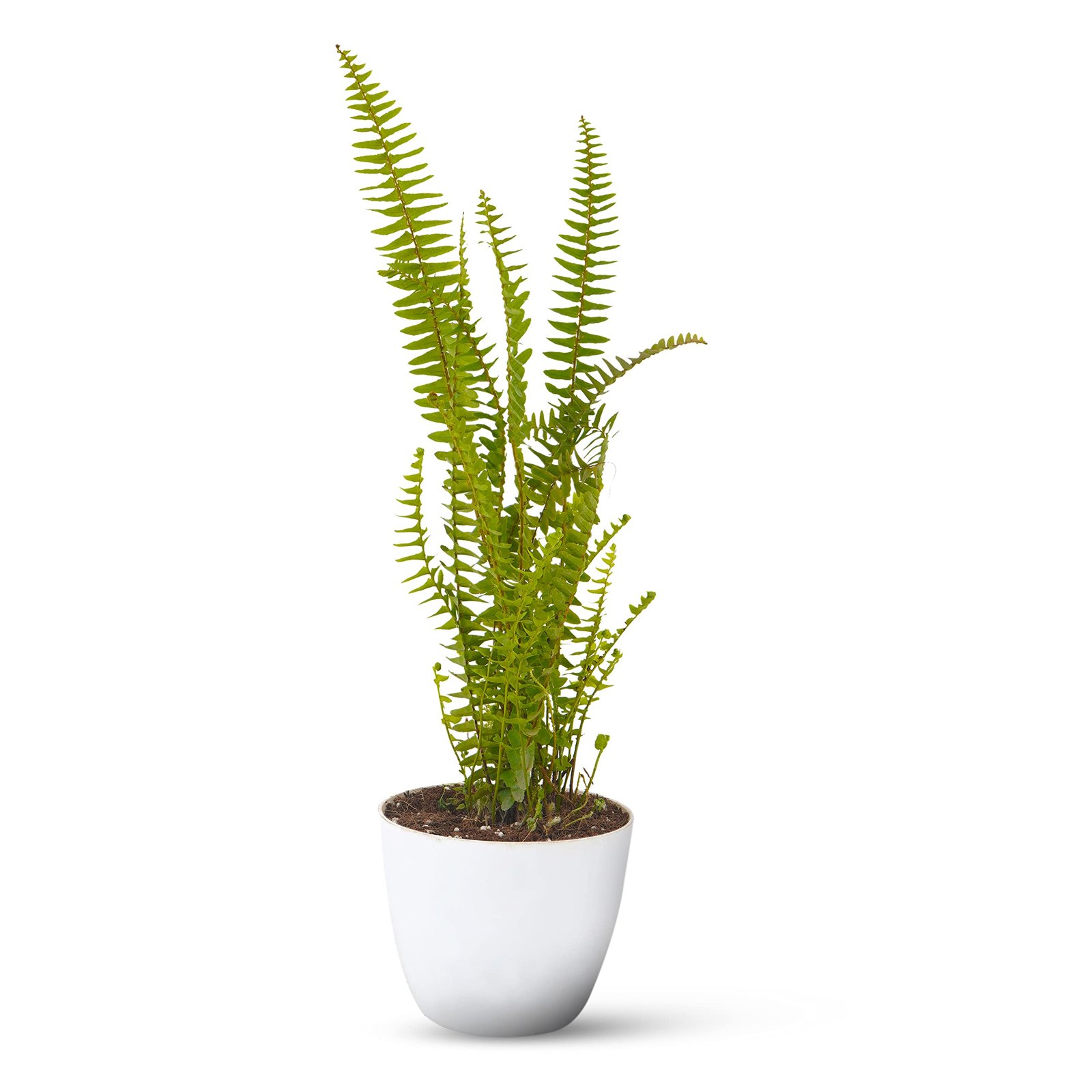 Boston Fern